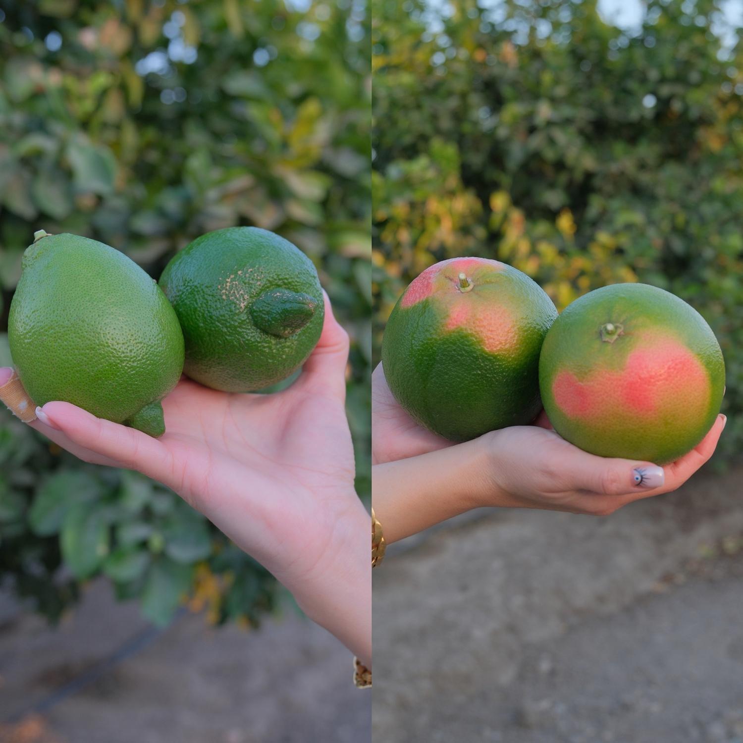 Miranın Hediye Bahçesi