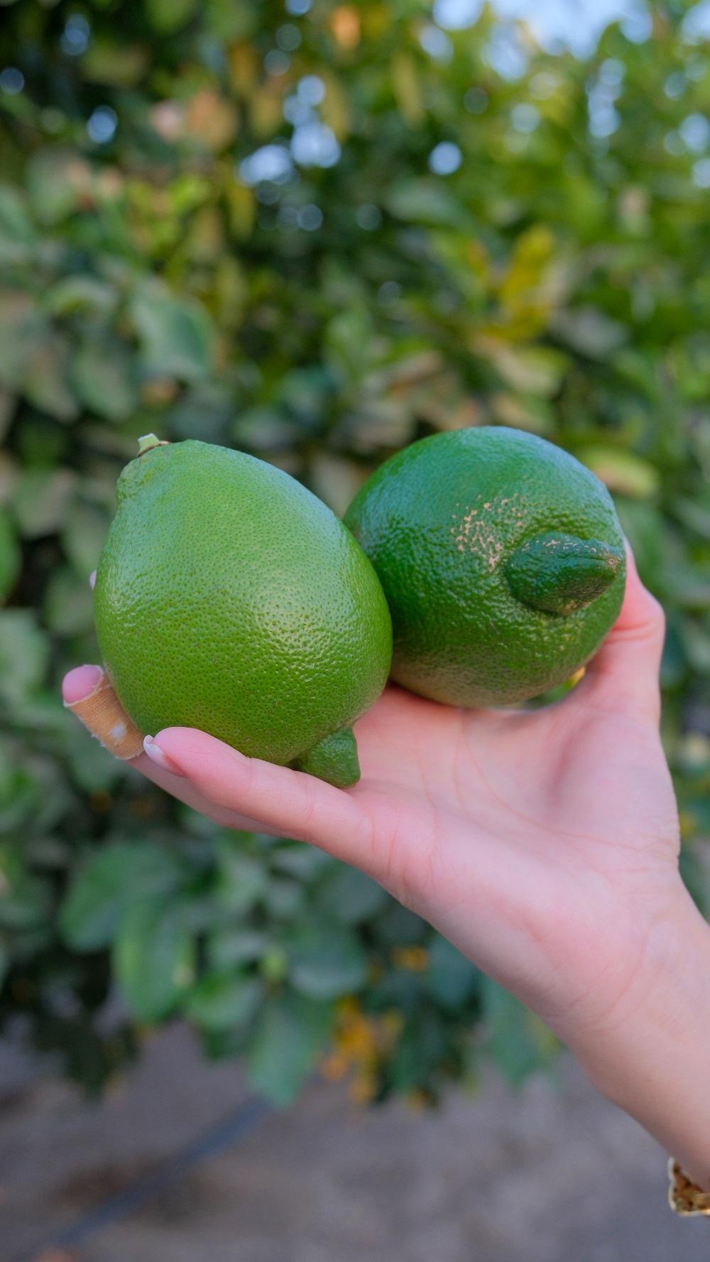 Miranın Hediye Bahçesi