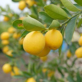 Egzotik Limon Kamkat (250 gr)