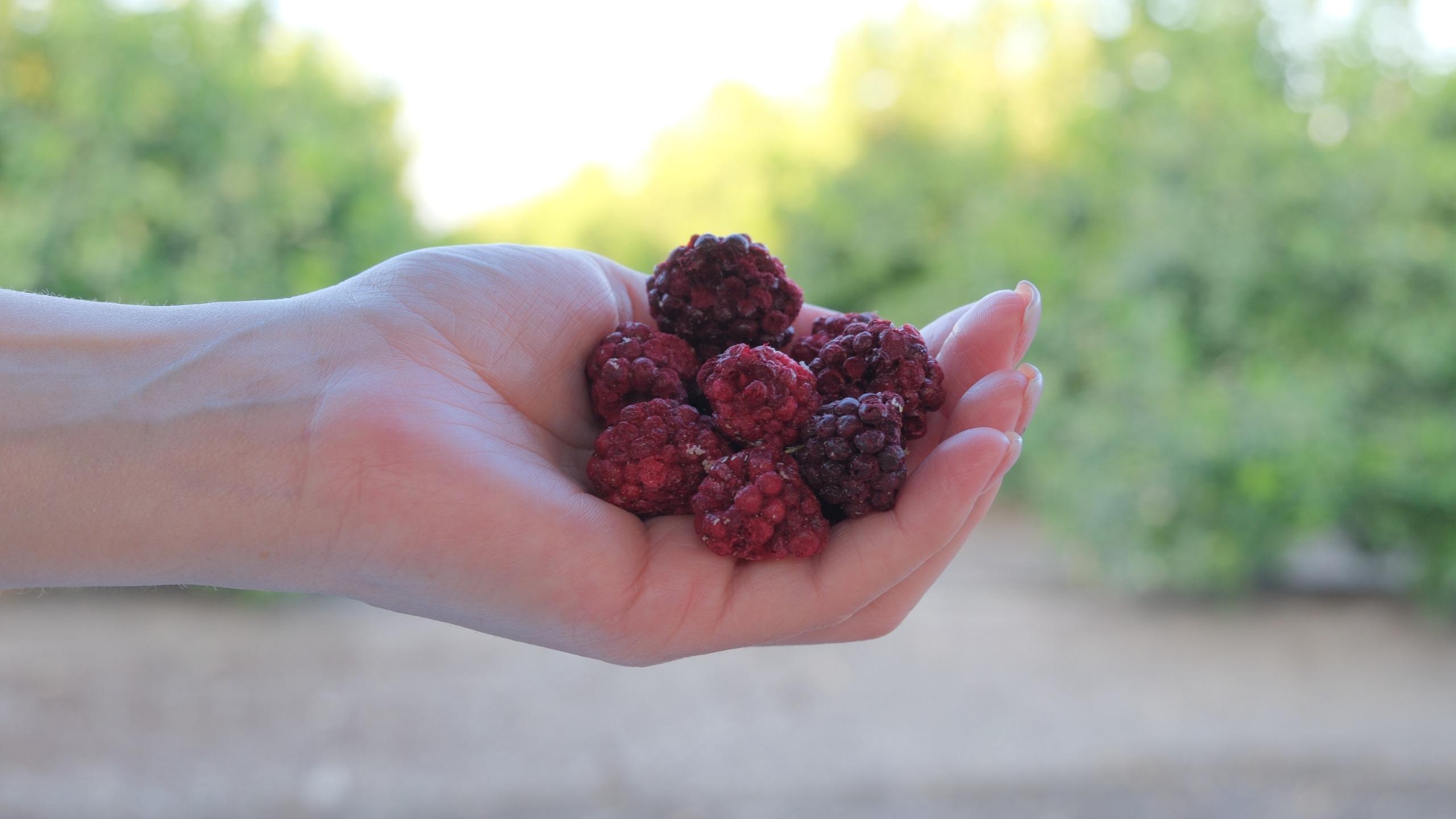 Miranın Hediye Bahçesi