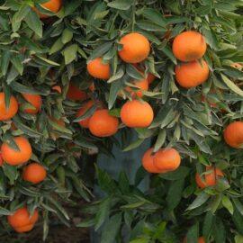 Nova Robinson Mandalina