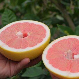 Pomelo – ŞADOK ( 1 Adet )