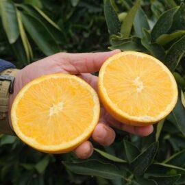 Portakal – Washington